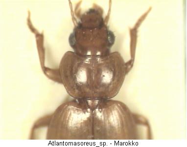 atlantomasoreus_sp_vk.jpg