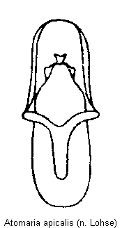 atomaria_apicalis.gif