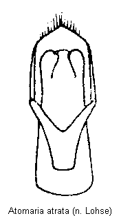 atomaria_atrata.gif