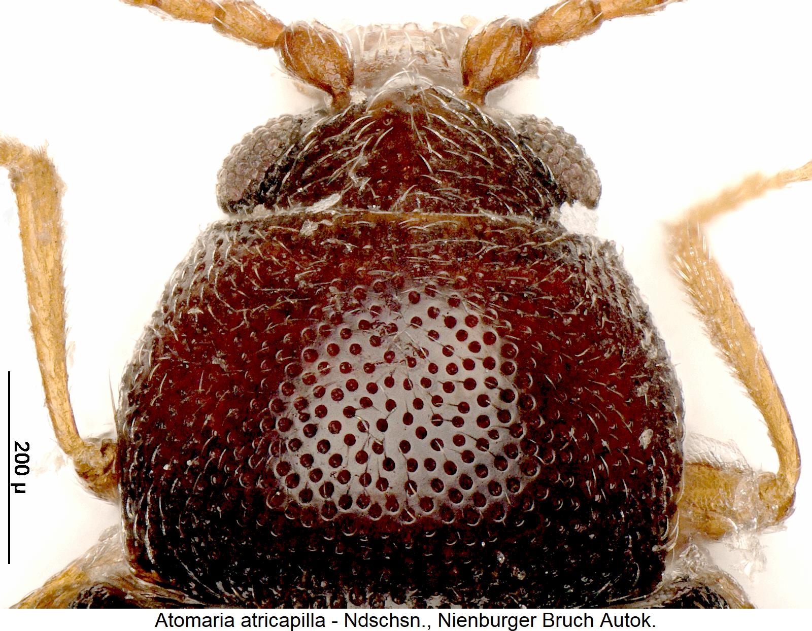 atomaria_atricapilla_hsch.jpg