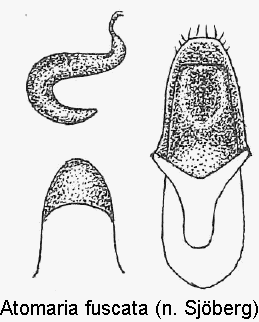 atomaria_fuscata.gif