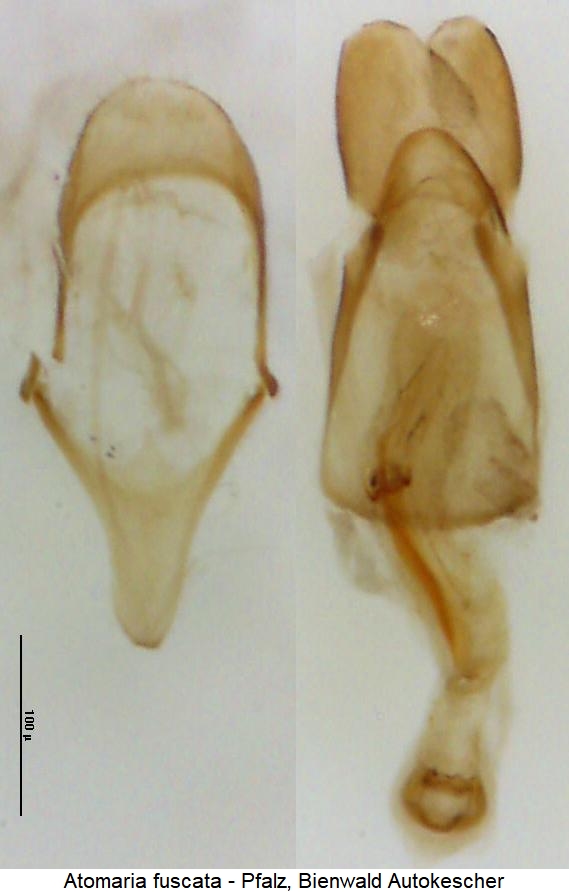 atomaria_fuscata.jpg