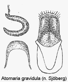 atomaria_gravidula.gif