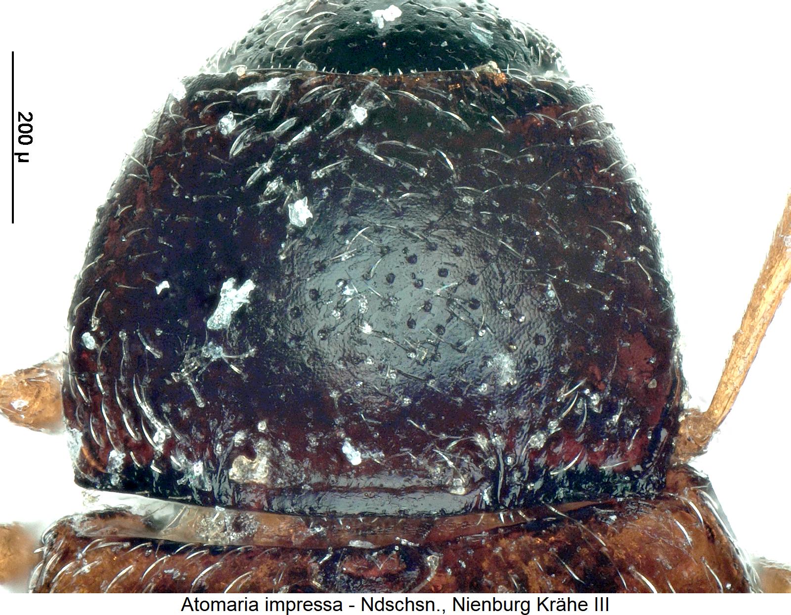 atomaria_impressa_hsch.jpg