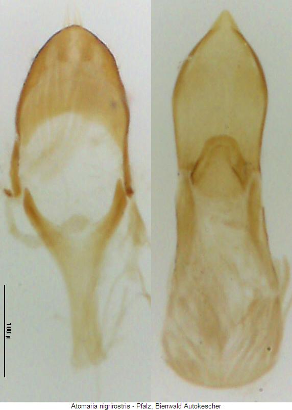 atomaria_nigrirostris.jpg