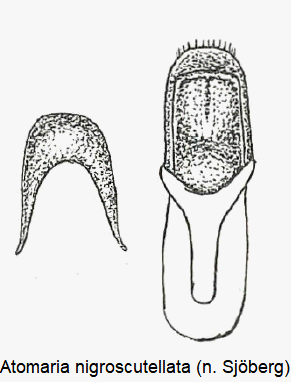 atomaria_nigroscutellata.gif