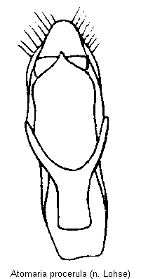 atomaria_procerula.gif