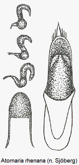 atomaria_rhenana1.gif