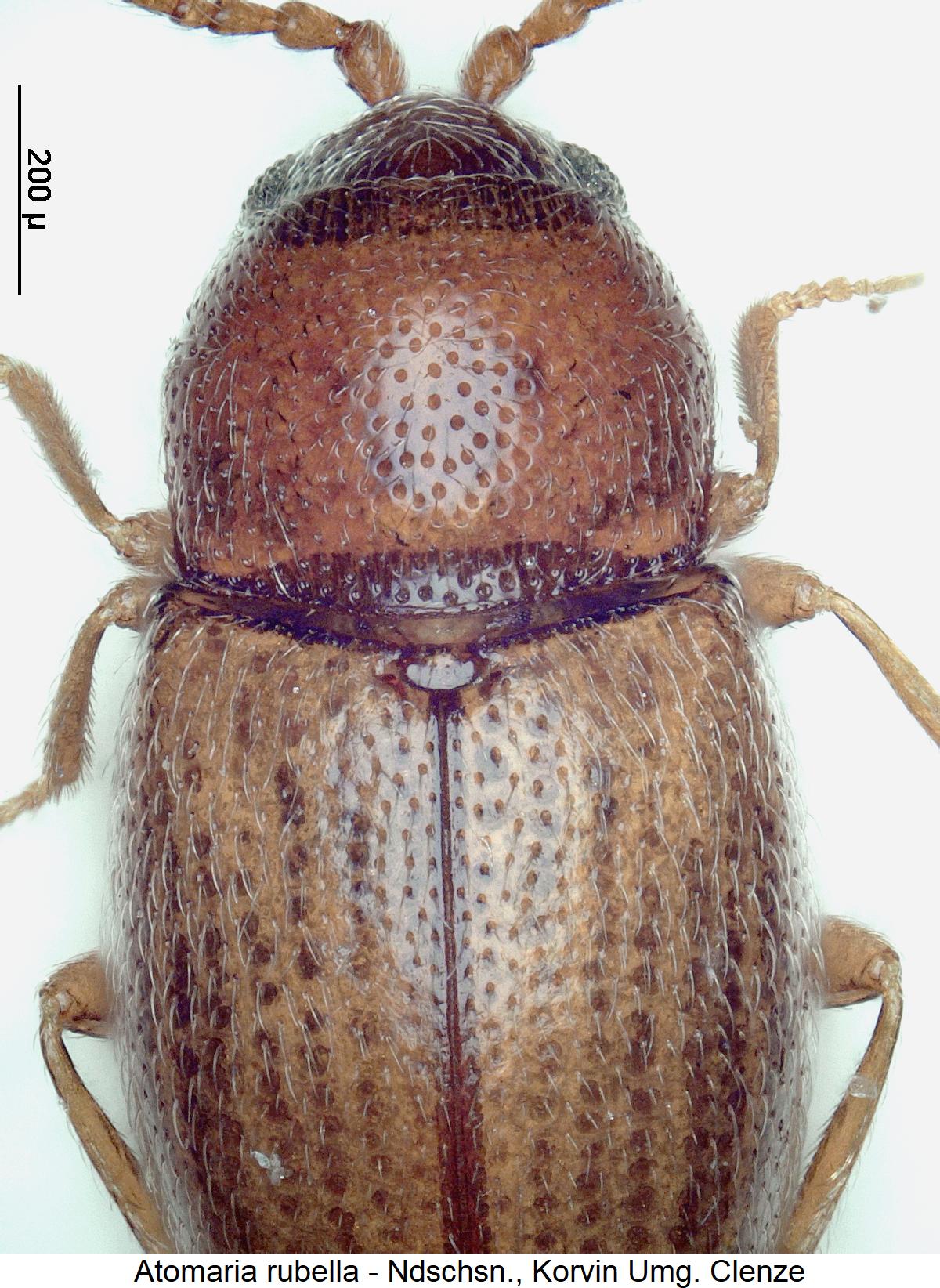 atomaria_rubella_vk.jpg