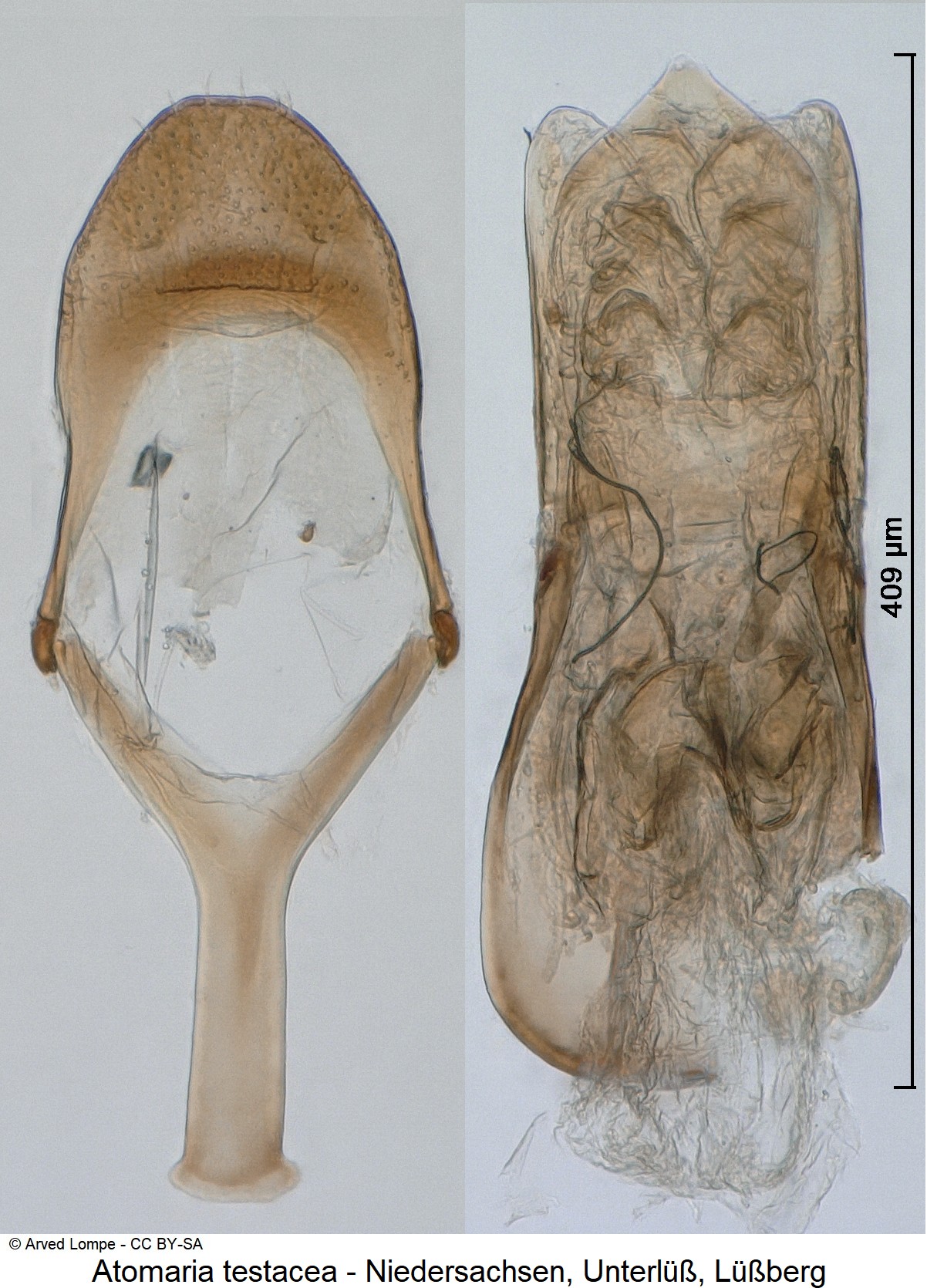 atomaria_testacea_ck30832502.jpg