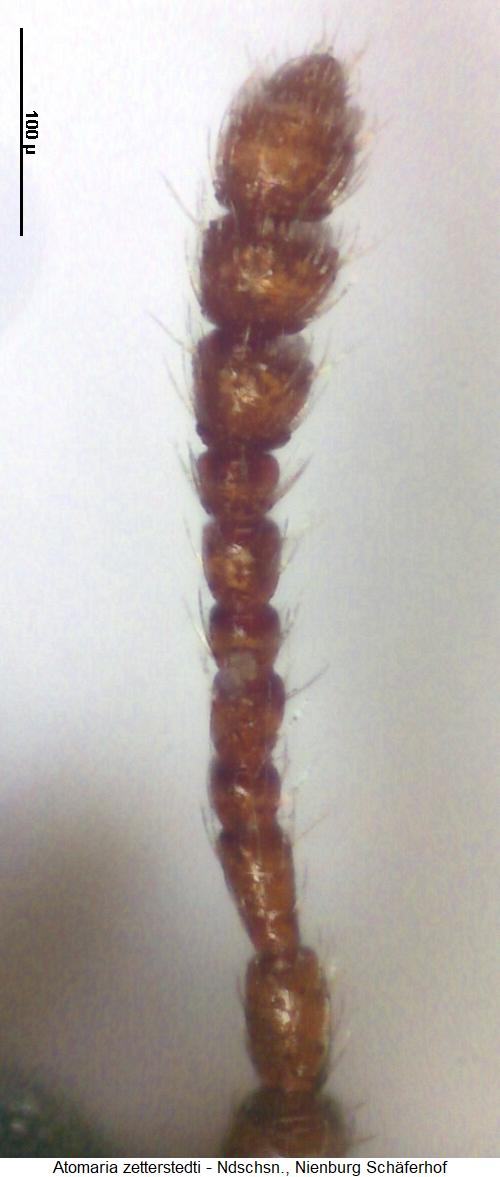 atomaria_zetterstedti_f.jpg