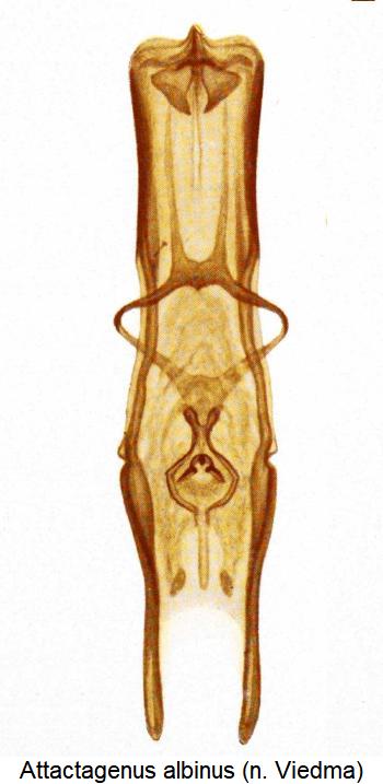 attactagenus_albinus.jpg