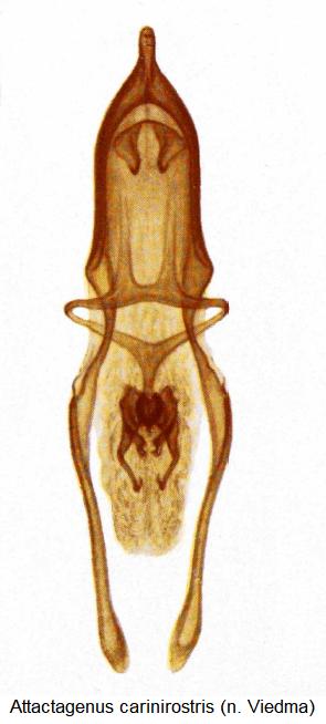 attactagenus_carinirostris.jpg