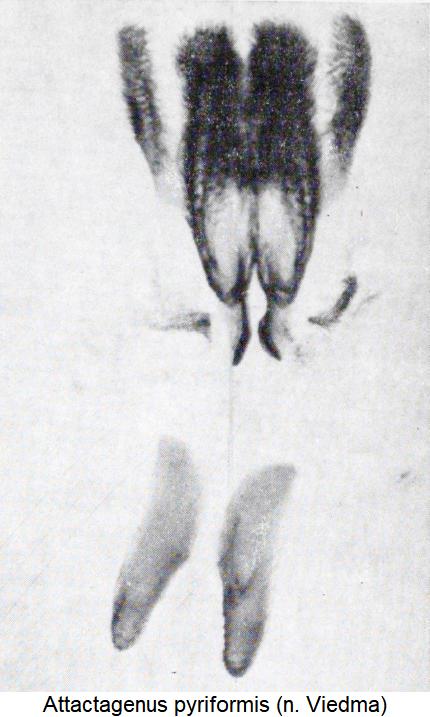 attactagenus_pyriformis_pc.jpg