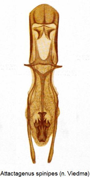 attactagenus_spinipes.jpg
