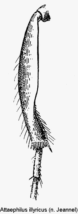 attaephilus_illyricus_mschn.gif