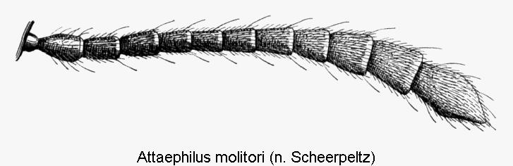 attaephilus_molitori_f1.gif