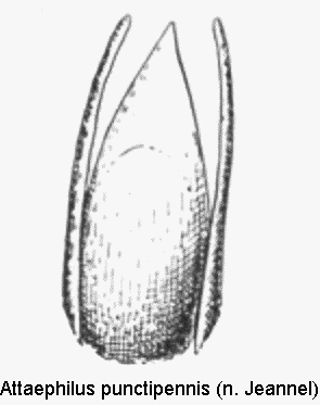 attaephilus_punctipennis.gif
