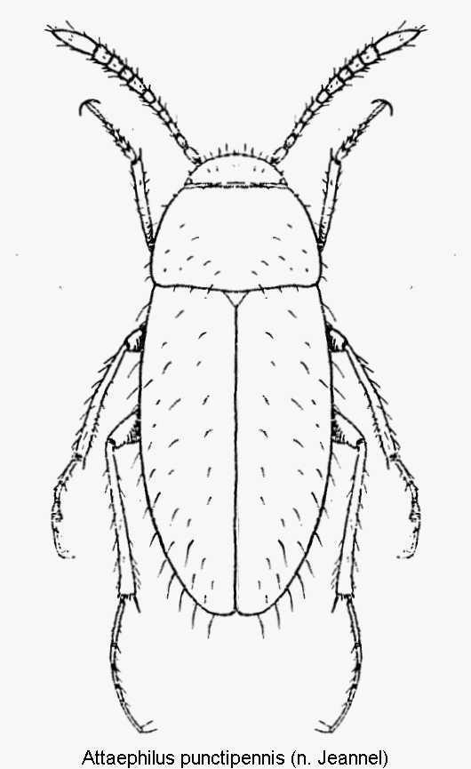 attaephilus_punctipennis_hab.gif