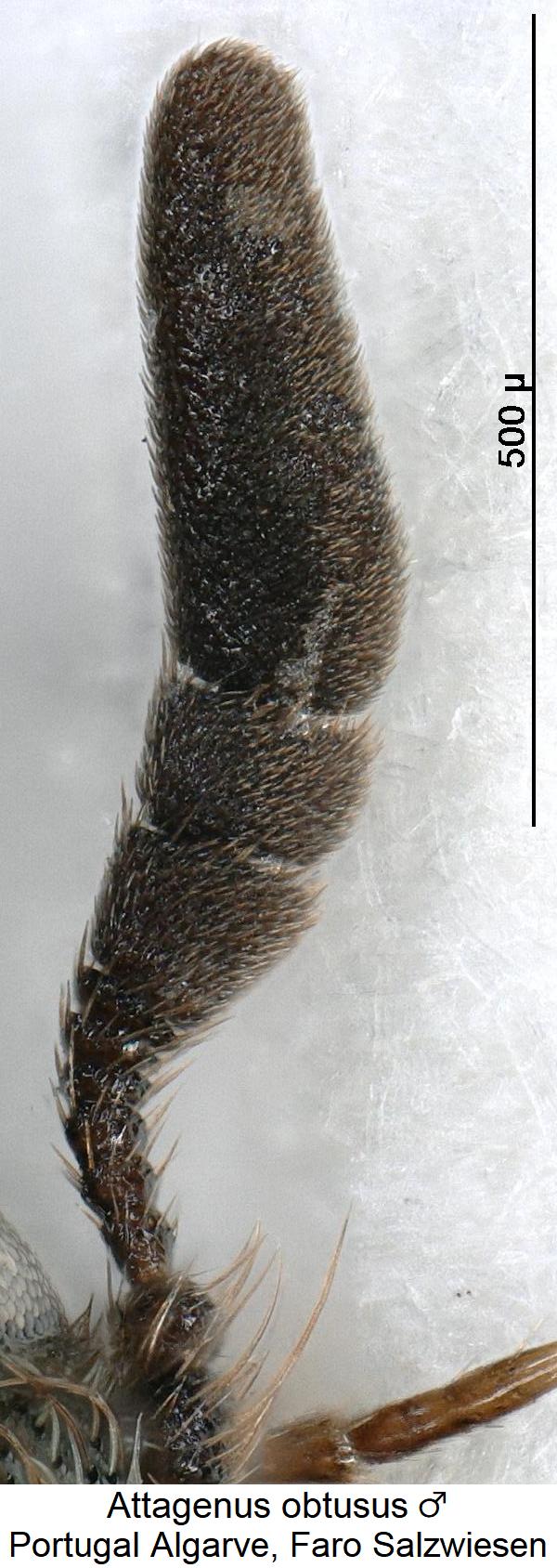attagenus_obtusus_m_f1.jpg