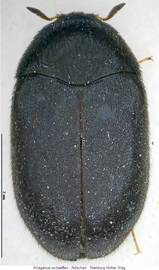 attagenus_schaefferi_hab.jpg