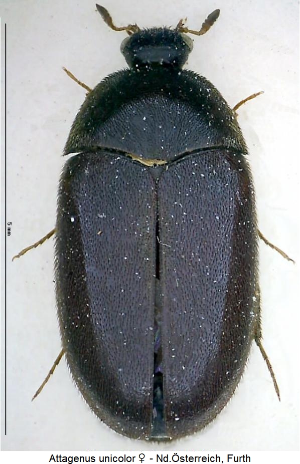 attagenus_unicolor_hab.jpg