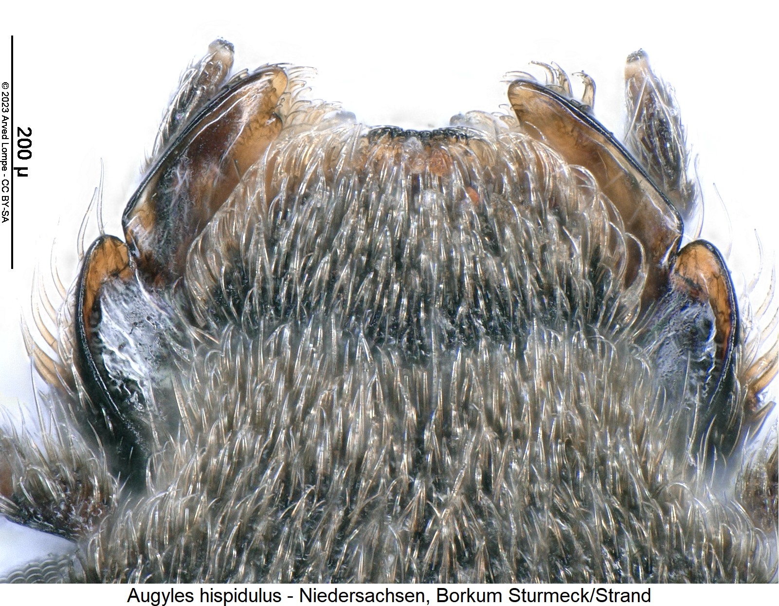 augyles_hispidulus_ol.jpg