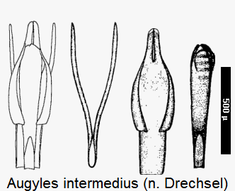 augyles_intermedius.gif