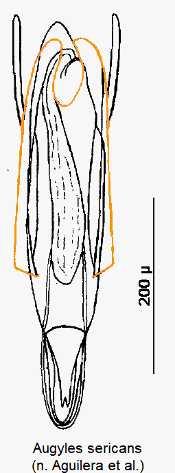 augyles_sericans2.gif