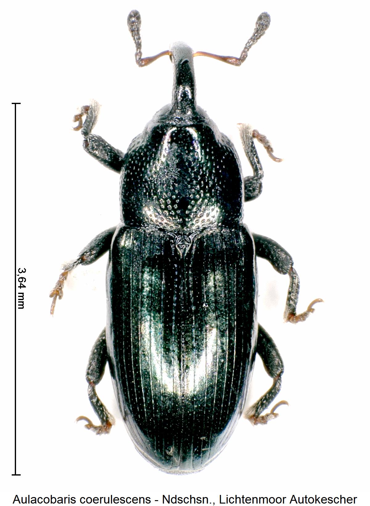 aulacobaris_coerulescens_hab1.jpg