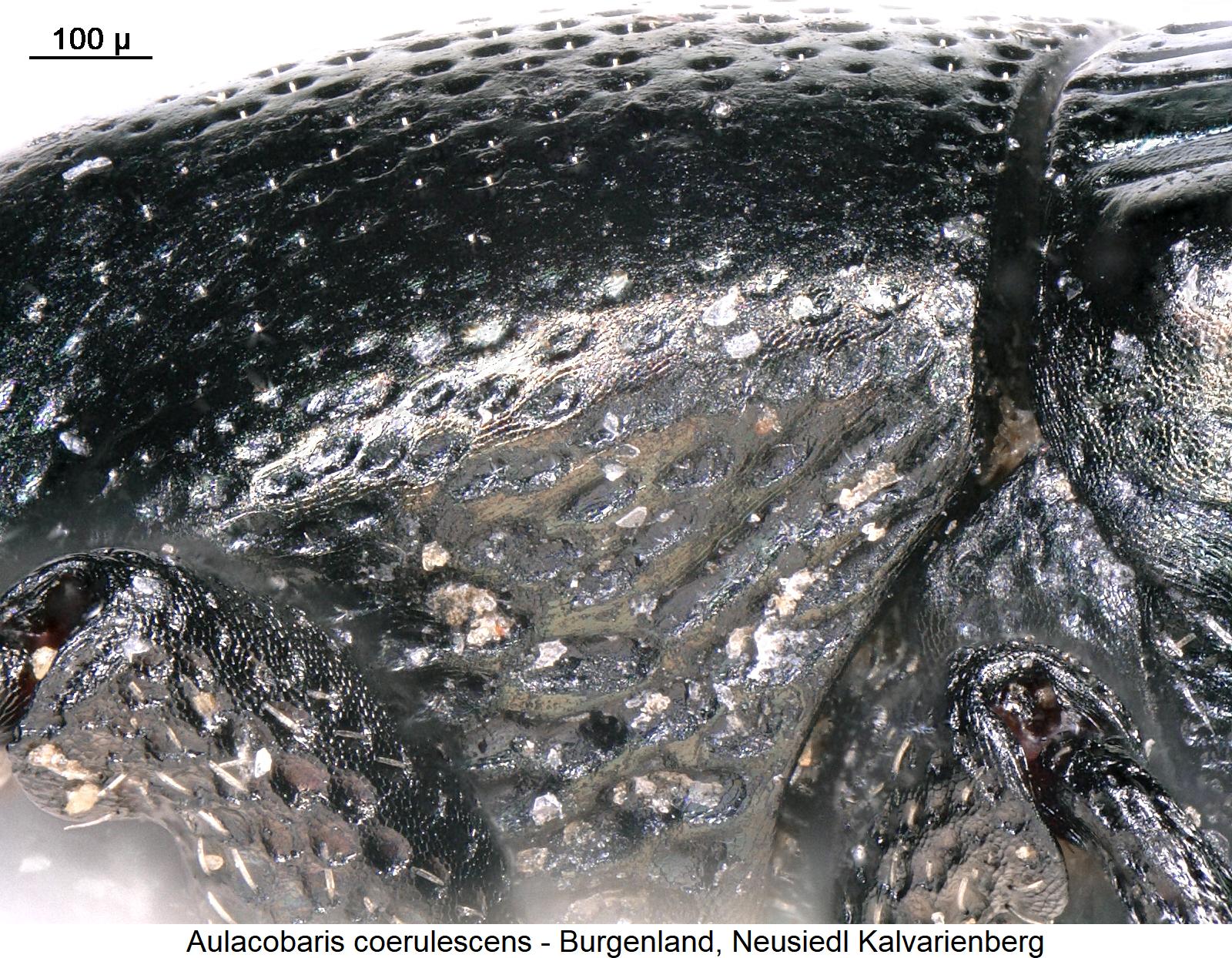 aulacobaris_coerulescens_vbr.jpg