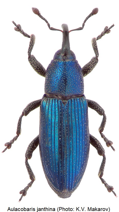 aulacobaris_janthina_hab.jpg