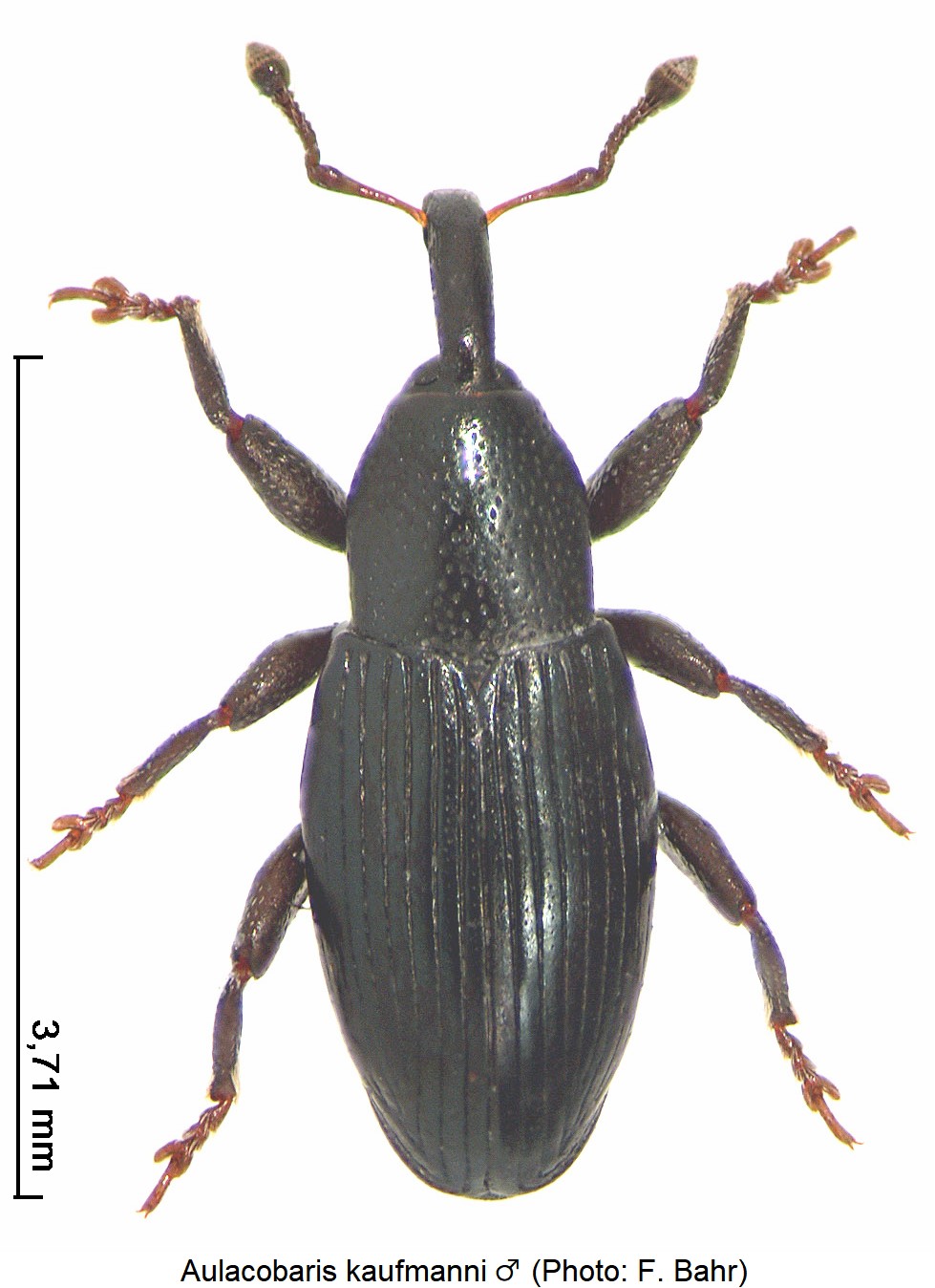 aulacobaris_kaufmanni_m_hab.jpg