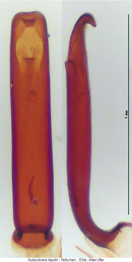 aulacobaris_lepidii.jpg