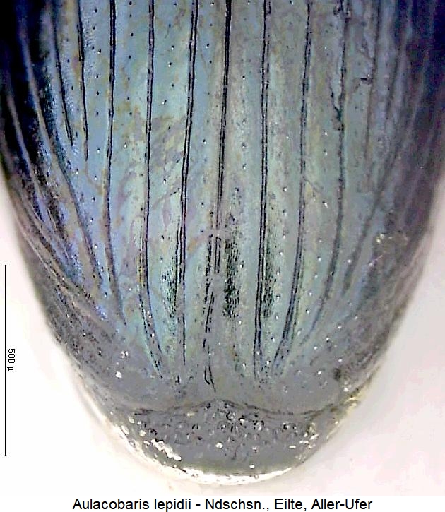 aulacobaris_lepidii_pyg.jpg