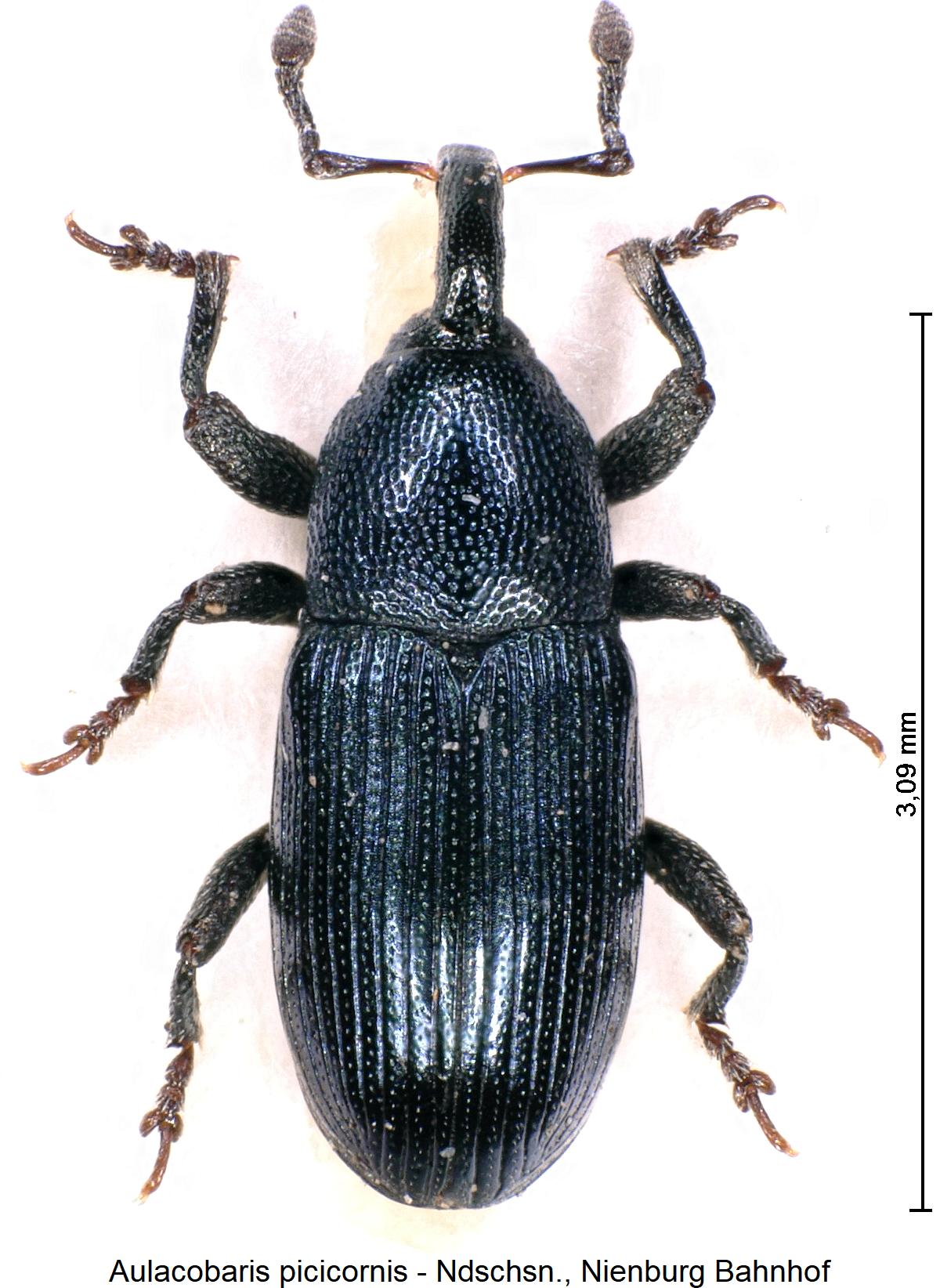 aulacobaris_picicornis_hab.jpg