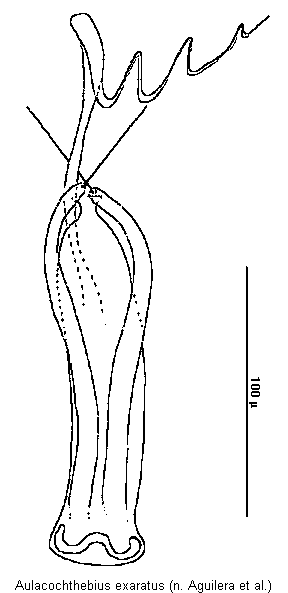 aulacochthebius_exaratus.gif