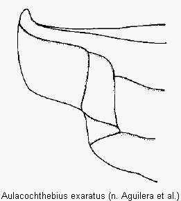 aulacochthebius_exaratus_hsch.gif