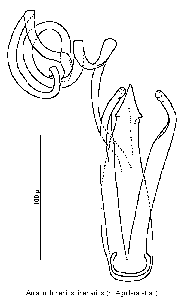 aulacochthebius_libertarius.gif
