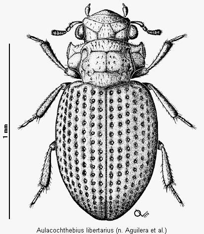 aulacochthebius_libertarius_hab.gif