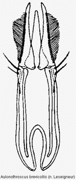 aulonothroscus_brevicollis.gif