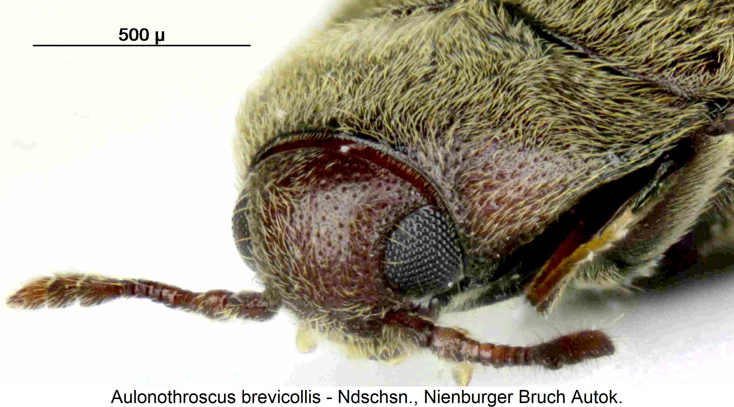 aulonothroscus_brevicollis_k.jpg