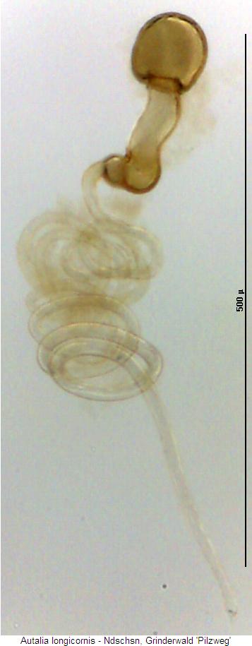 autalia_longicornis_sperm.jpg