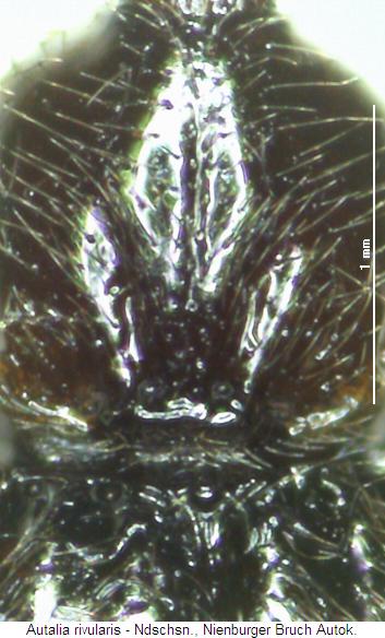 autalia_rivularis_hsch.jpg