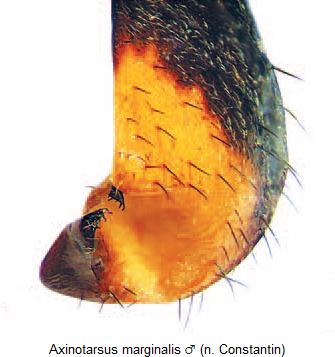 axinotarsus_marginalis_fld.jpg