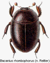 bacanius_rhombophorus_rtt.gif
