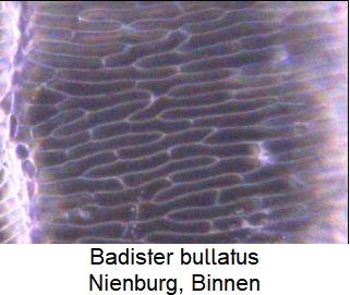 badister_bullatus.jpg