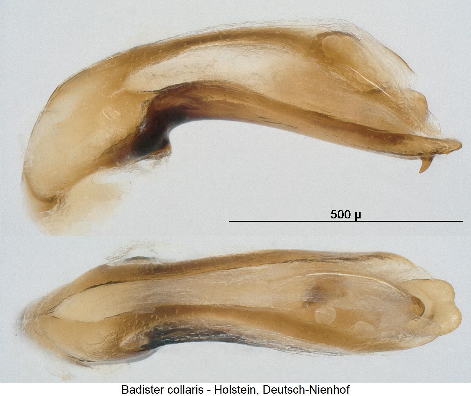 badister_collaris.jpg