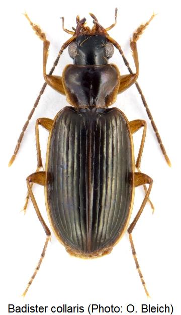 badister_collaris_hab.jpg