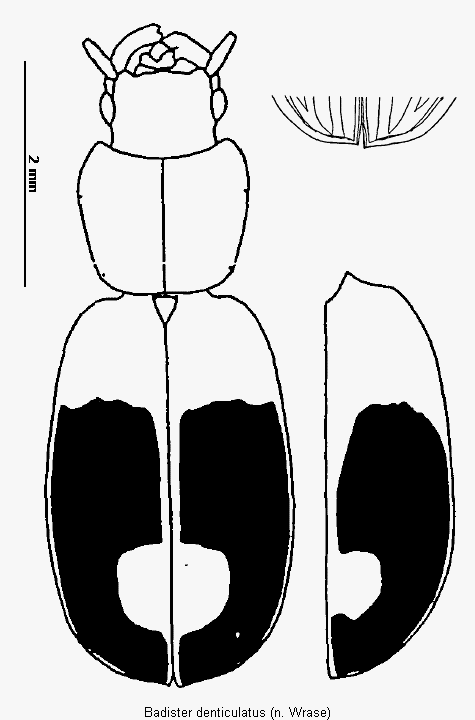badister_denticulatus_hab.gif